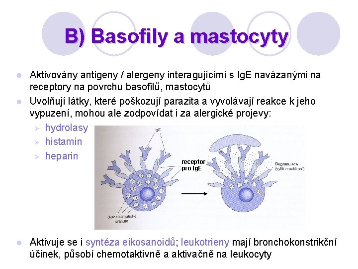 B) Basofily a mastocyty Aktivovány antigeny / alergeny interagujícími s Ig. E navázanými na