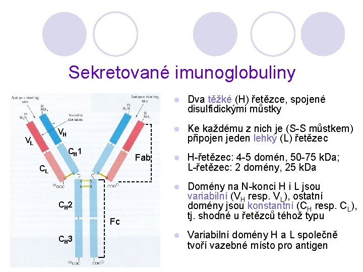 Sekretované imunoglobuliny VH VL C H 1 Fab l Dva těžké (H) řetězce, spojené