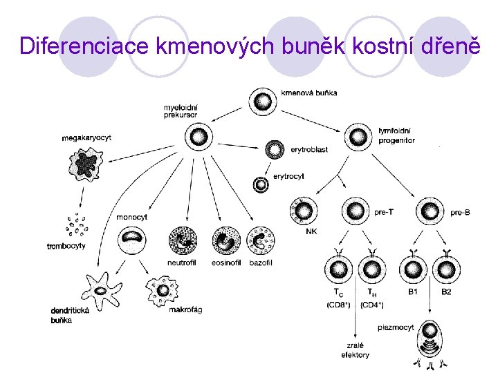 Diferenciace kmenových buněk kostní dřeně 