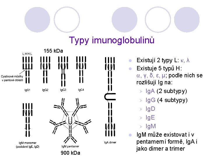 Typy imunoglobulinů 155 k. Da Existují 2 typy L: κ, λ l Existuje 5