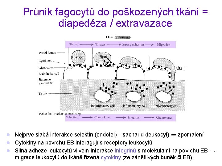 Průnik fagocytů do poškozených tkání = diapedéza / extravazace Nejprve slabá interakce selektin (endotel)