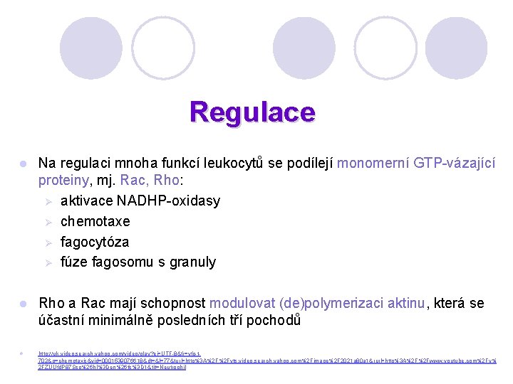 Regulace l Na regulaci mnoha funkcí leukocytů se podílejí monomerní GTP-vázající proteiny, mj. Rac,