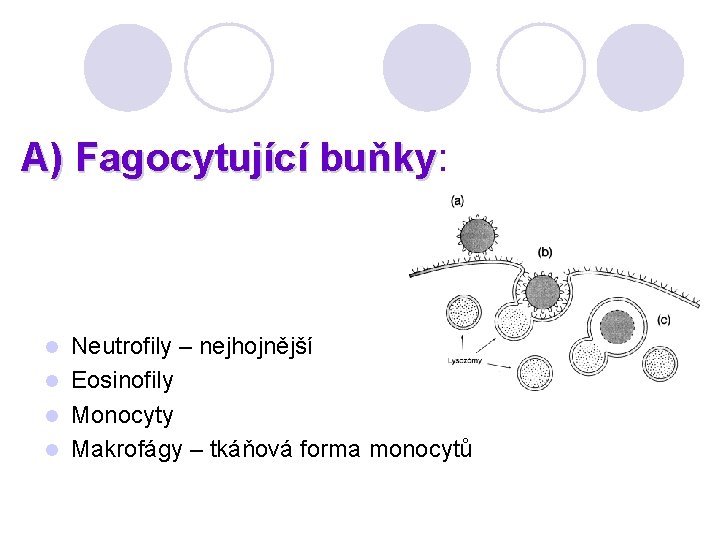 A) Fagocytující buňky: buňky Neutrofily – nejhojnější l Eosinofily l Monocyty l Makrofágy –