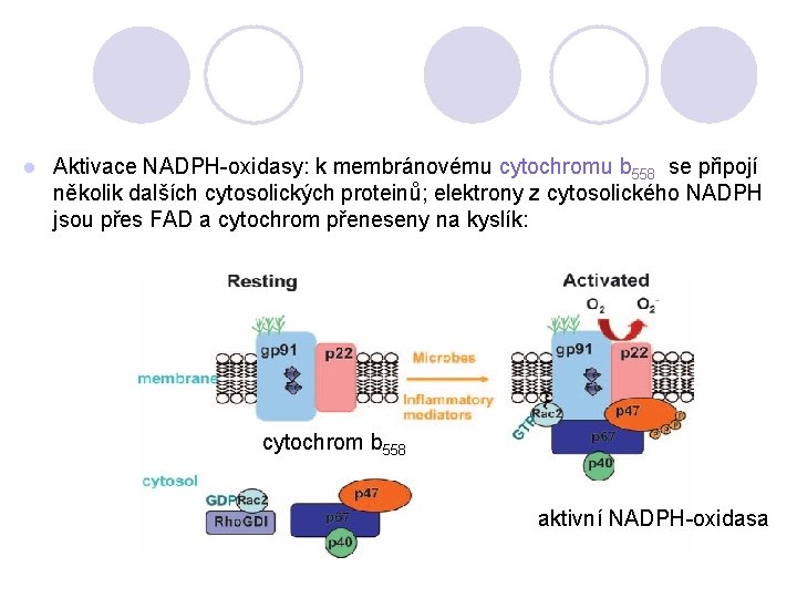 l Aktivace NADPH-oxidasy: k membránovému cytochromu b 558 se připojí několik dalších cytosolických proteinů;