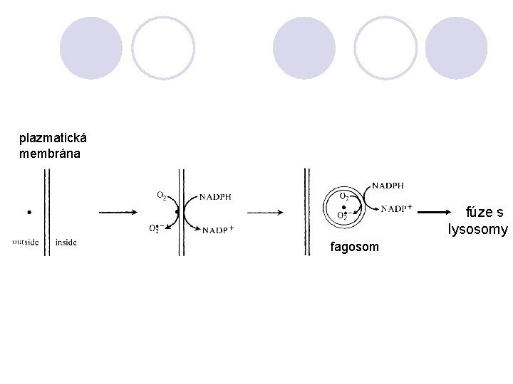 plazmatická membrána fúze s lysosomy fagosom 