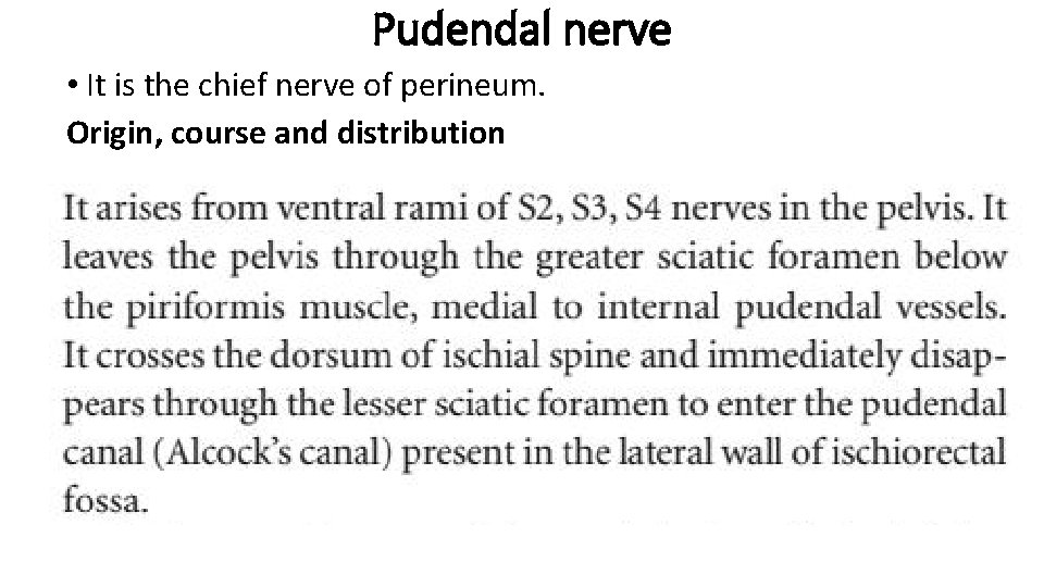 Pudendal nerve • It is the chief nerve of perineum. Origin, course and distribution