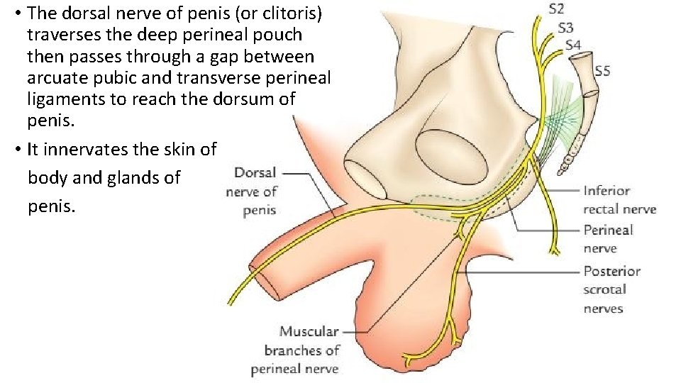  • The dorsal nerve of penis (or clitoris) traverses the deep perineal pouch