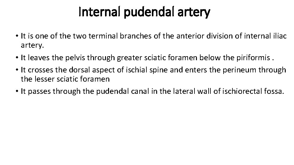 Internal pudendal artery • It is one of the two terminal branches of the