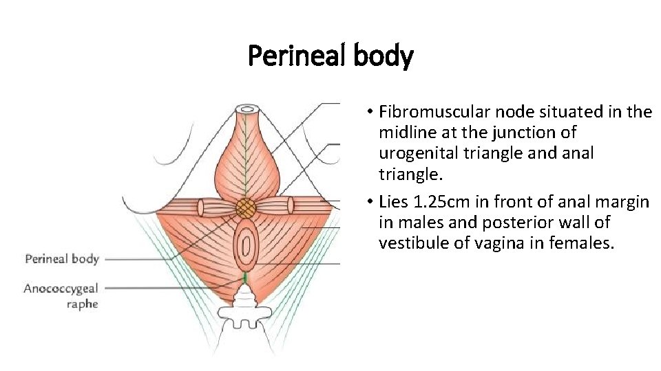 Perineal body • Fibromuscular node situated in the midline at the junction of urogenital