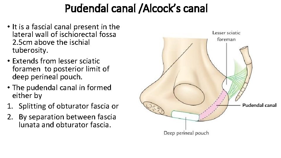 Pudendal canal /Alcock’s canal • It is a fascial canal present in the lateral