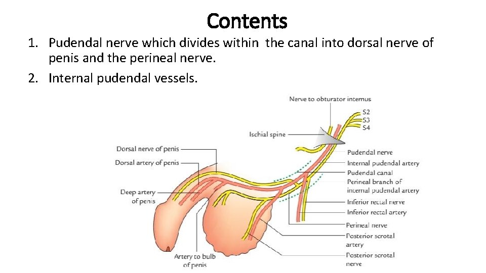 Contents 1. Pudendal nerve which divides within the canal into dorsal nerve of penis