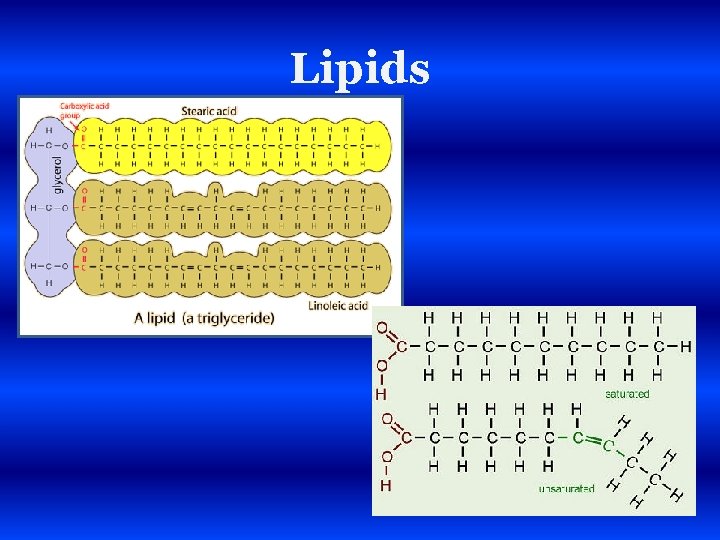 Lipids 