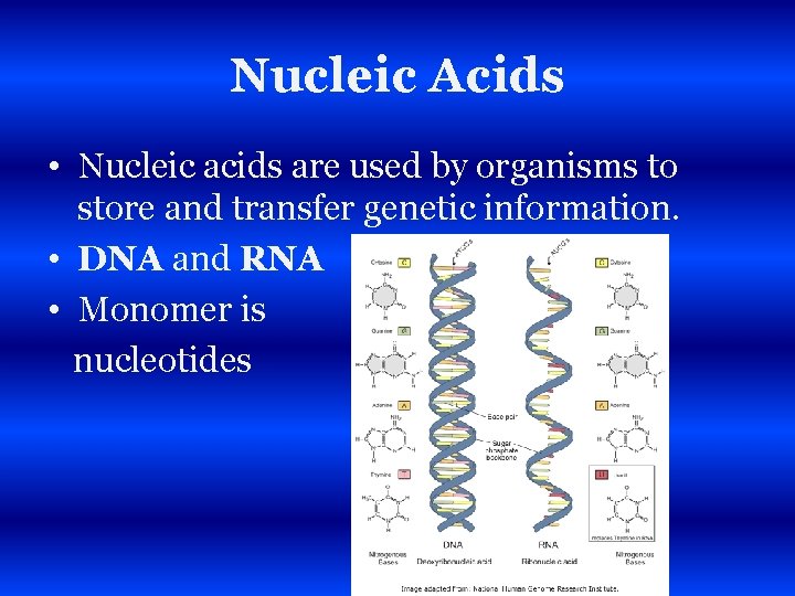 Nucleic Acids • Nucleic acids are used by organisms to store and transfer genetic
