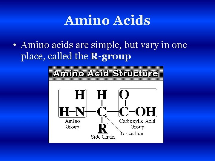 Amino Acids • Amino acids are simple, but vary in one place, called the