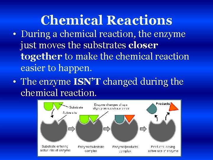 Chemical Reactions • During a chemical reaction, the enzyme just moves the substrates closer