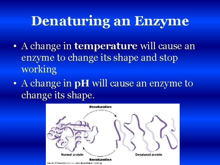 Denaturing an Enzyme • A change in temperature will cause an enzyme to change
