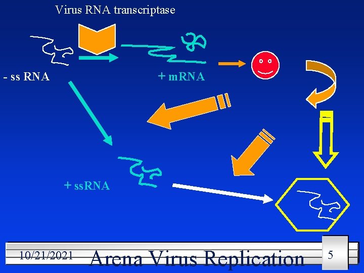 Virus RNA transcriptase - ss RNA + m. RNA + ss. RNA 10/21/2021 Arena