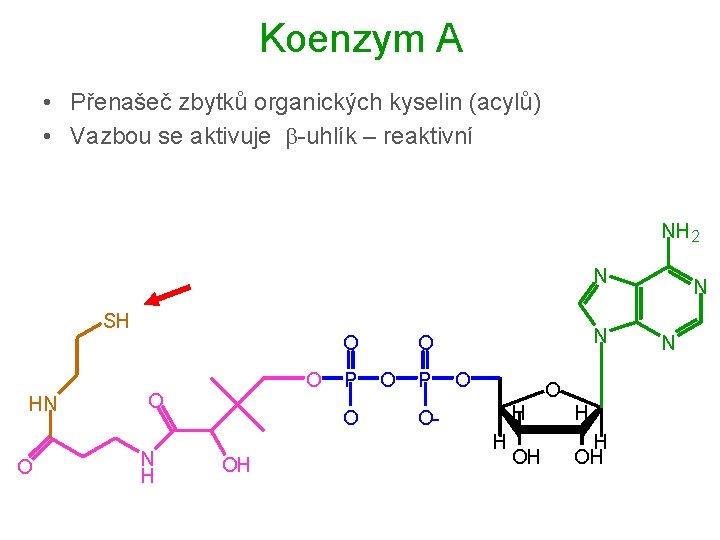 Koenzym A • Přenašeč zbytků organických kyselin (acylů) • Vazbou se aktivuje b-uhlík –