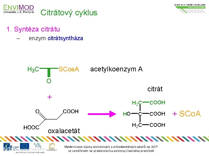 Citrátový cyklus 1. Syntéza citrátu – enzym citrátsyntháza H 3 C SCoa. A acetylkoenzym