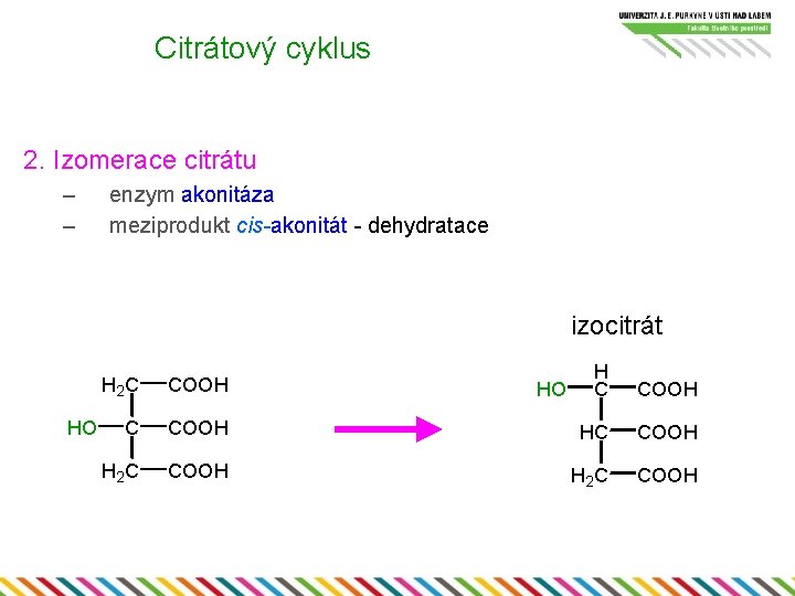 Citrátový cyklus 2. Izomerace citrátu – – enzym akonitáza meziprodukt cis-akonitát - dehydratace izocitrát