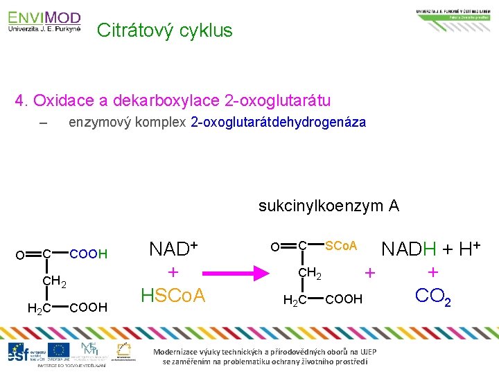 Citrátový cyklus 4. Oxidace a dekarboxylace 2 -oxoglutarátu – enzymový komplex 2 -oxoglutarátdehydrogenáza sukcinylkoenzym