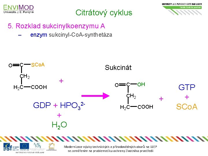 Citrátový cyklus 5. Rozklad sukcinylkoenzymu A O – enzym sukcinyl-Co. A-synthetáza C SCo. A