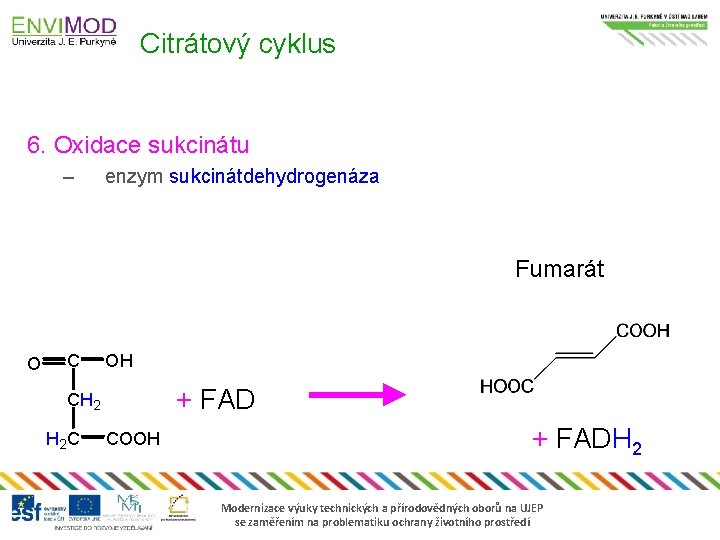 Citrátový cyklus 6. Oxidace sukcinátu – enzym sukcinátdehydrogenáza Fumarát O C OH + FAD