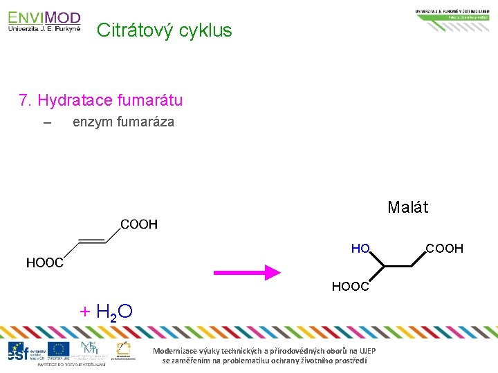 Citrátový cyklus 7. Hydratace fumarátu – enzym fumaráza Malát HO HOOC + H 2