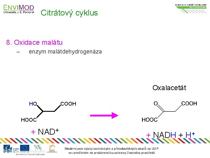 Citrátový cyklus 8. Oxidace malátu – enzym malátdehydrogenáza Oxalacetát HO COOH HOOC + NAD+