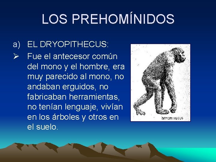 LOS PREHOMÍNIDOS a) EL DRYOPITHECUS: Ø Fue el antecesor común del mono y el