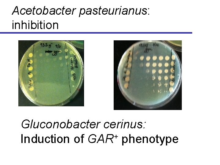 Acetobacter pasteurianus: inhibition Gluconobacter cerinus: Induction of GAR+ phenotype 