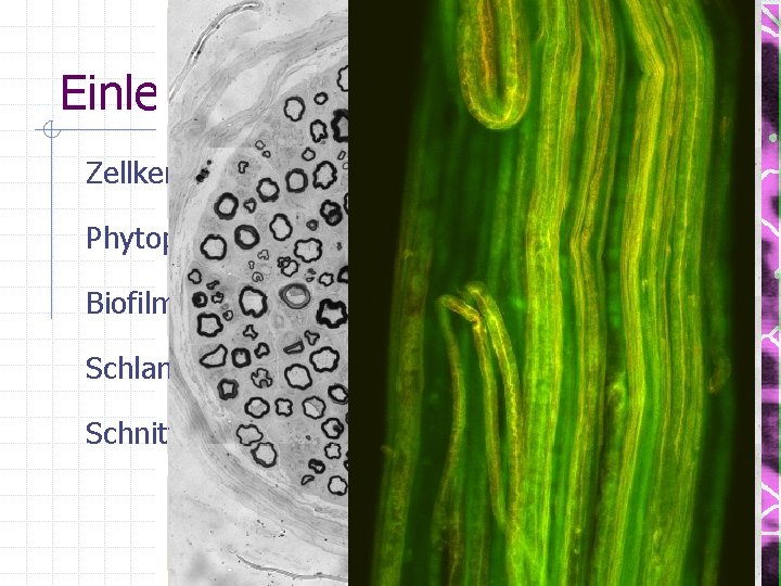 Einleitung Daten Zellkerne Phytoplankton Biofilm Schlammflocken Schnitte 