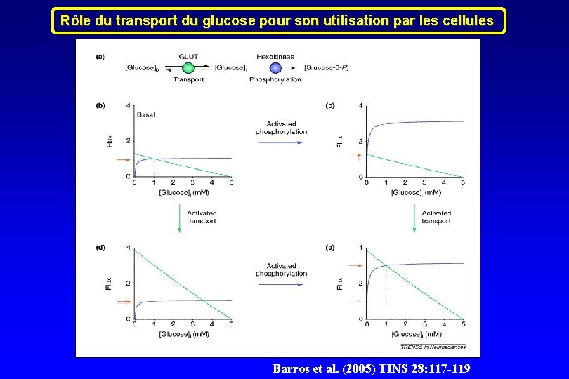 Rôle du transport du glucose pour son utilisation par les cellules Barros et al.