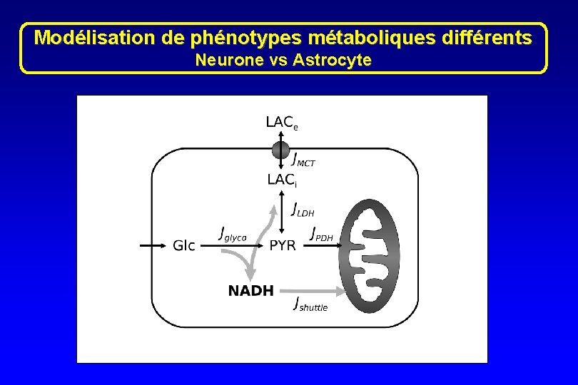 Modélisation de phénotypes métaboliques différents Neurone vs Astrocyte 