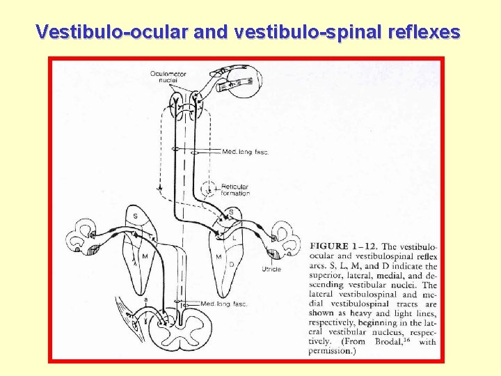 Vestibulo-ocular and vestibulo-spinal reflexes 
