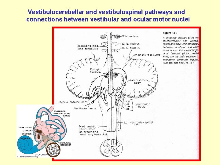 Vestibulocerebellar and vestibulospinal pathways and connections between vestibular and ocular motor nuclei 