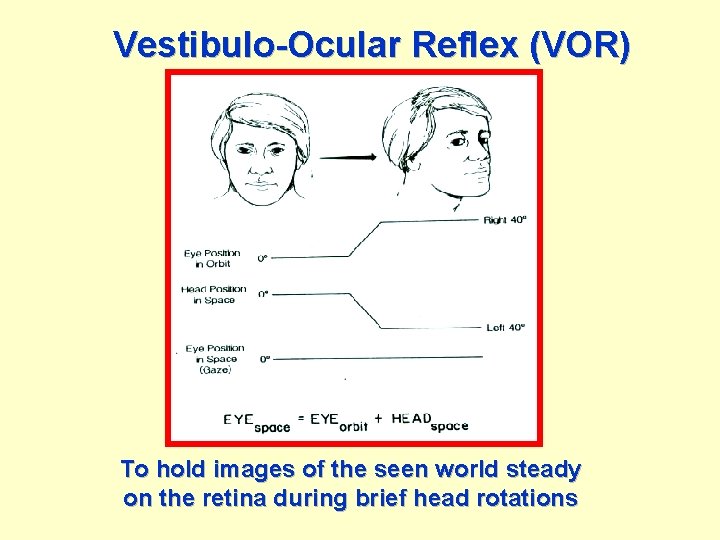 Vestibulo-Ocular Reflex (VOR) To hold images of the seen world steady on the retina