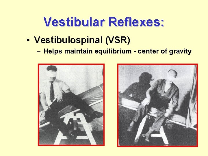 Vestibular Reflexes: • Vestibulospinal (VSR) – Helps maintain equilibrium - center of gravity 