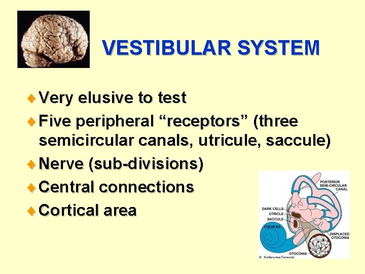 VESTIBULAR SYSTEM ¨ Very elusive to test ¨ Five peripheral “receptors” (three semicircular canals,