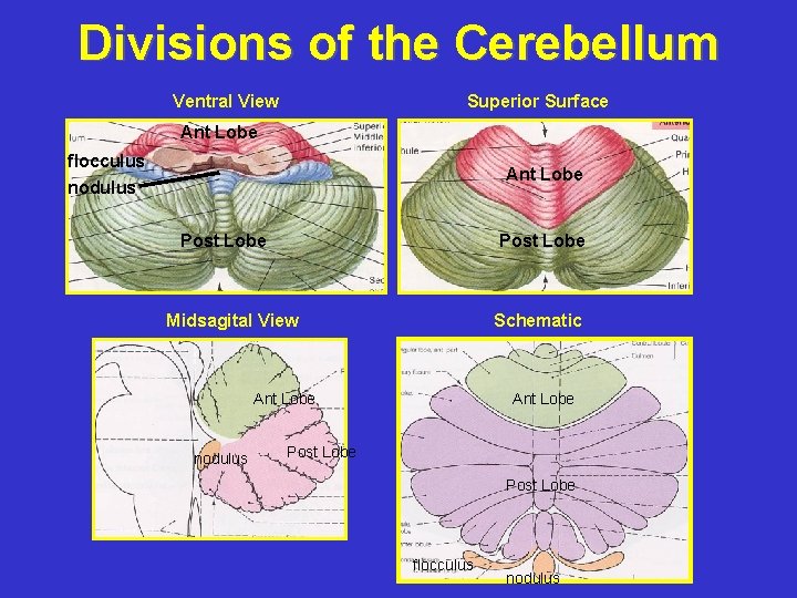 Divisions of the Cerebellum Ventral View Superior Surface Ant Lobe flocculus nodulus Ant Lobe