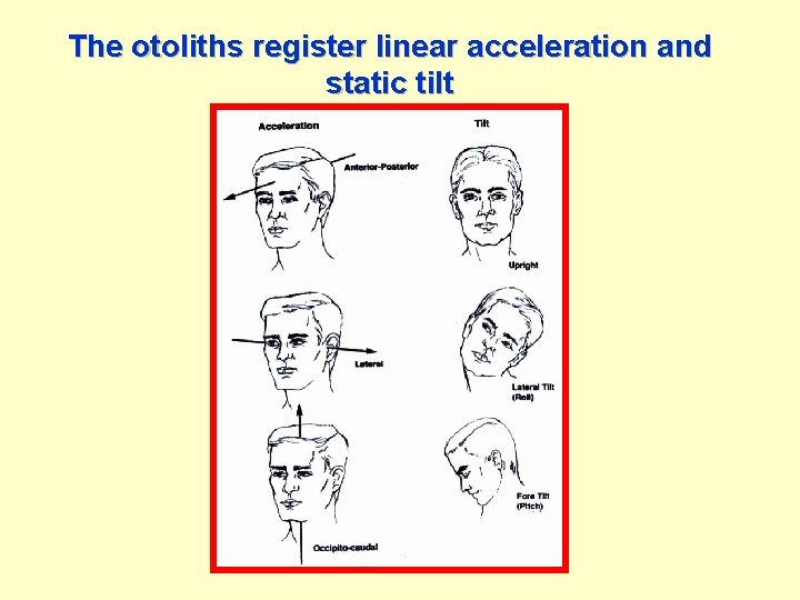 The otoliths register linear acceleration and static tilt 