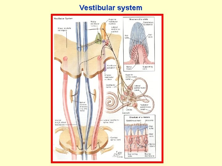 Vestibular system 
