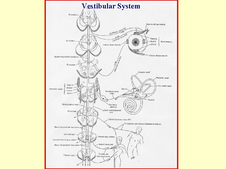 Vestibular System 