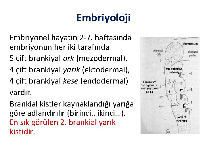 Embriyoloji Embriyonel hayatın 2 -7. haftasında embriyonun her iki tarafında 5 çift brankiyal ark