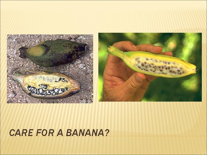 CARE FOR A BANANA?  CARE FOR A BANANA?