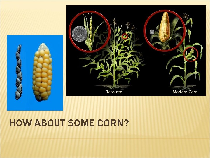 HOW ABOUT SOME CORN?  HOW ABOUT SOME CORN?