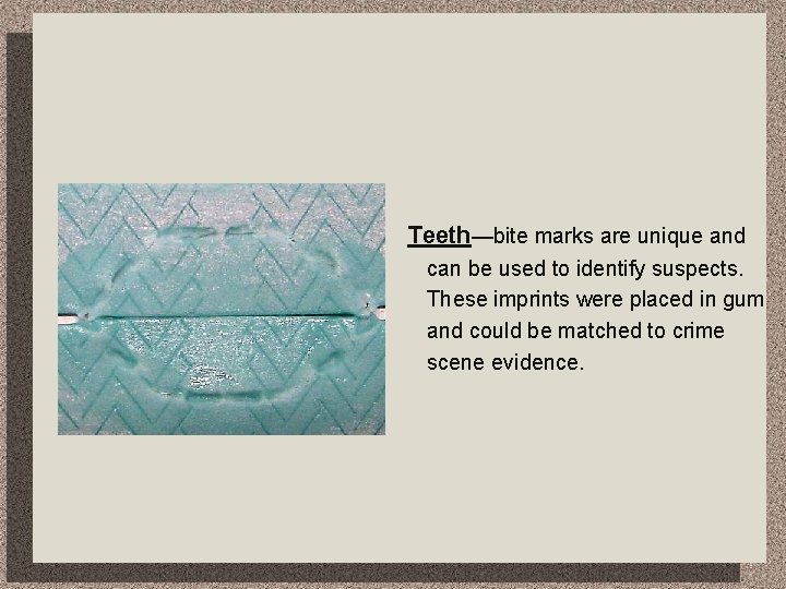 Teeth—bite marks are unique and can be used to identify suspects. These imprints were