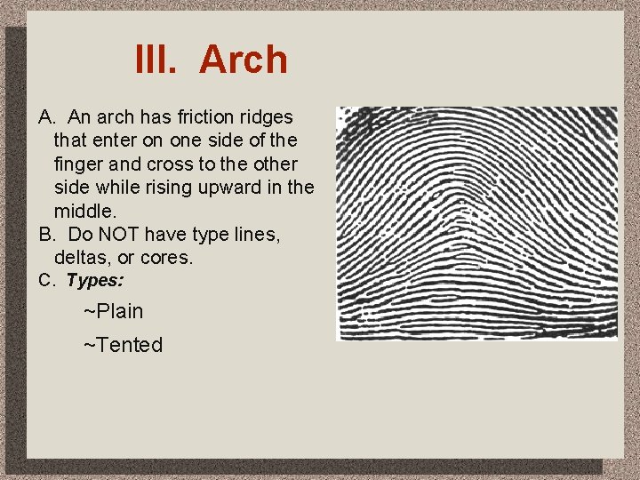 III. Arch A. An arch has friction ridges that enter on one side of