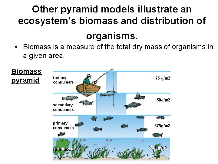 Other pyramid models illustrate an ecosystem’s biomass and distribution of organisms. • Biomass is
