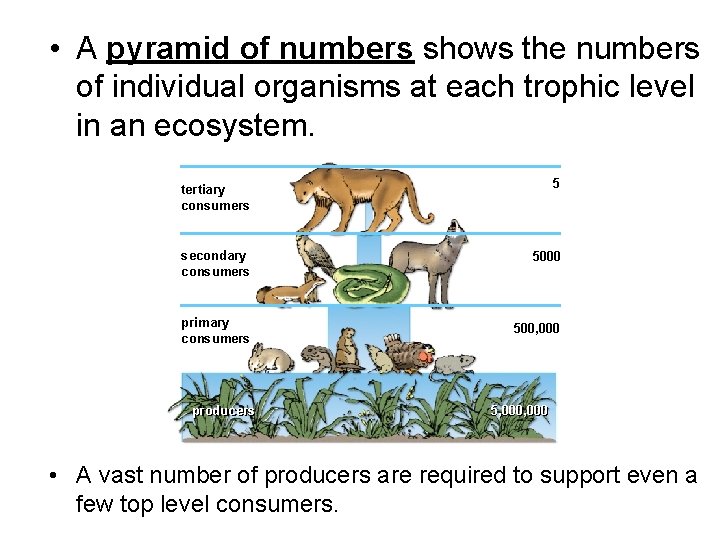  • A pyramid of numbers shows the numbers of individual organisms at each